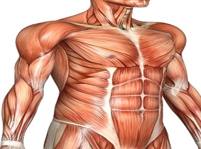 תרשים השרירים בגופו של אדם בוגר